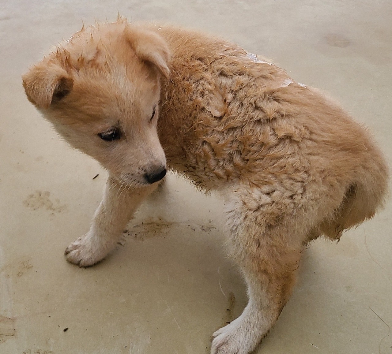 푸른곡성21동물보호소_446486202300055